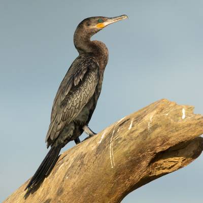 Neotropic cormorant