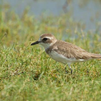 Siberian sand plover