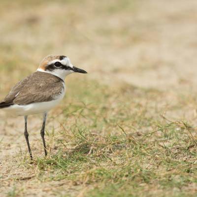 Kentish plover