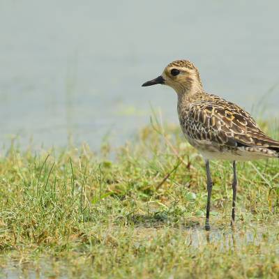 Pacific golden plover