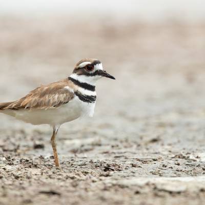 Killdeer