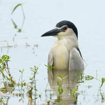 Black-crowned night heron