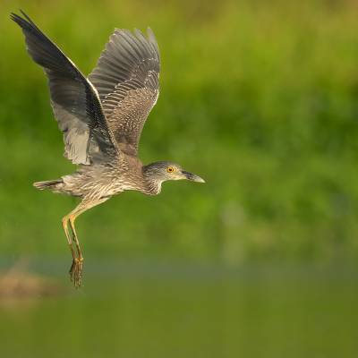 Yellow-crowned night heron