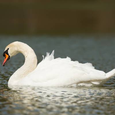 Mute swan