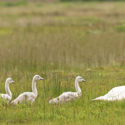 Whooper swan