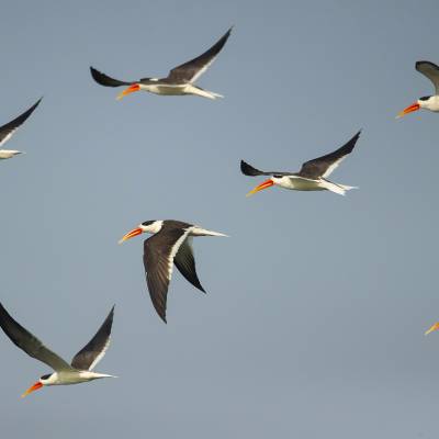 Indian skimmer