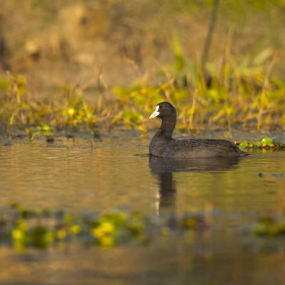 Eurasian coot