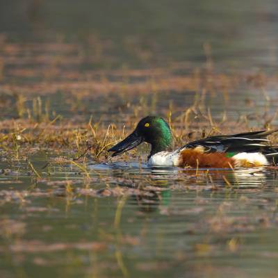 Northern shoveler