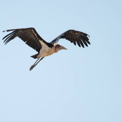 Marabou stork