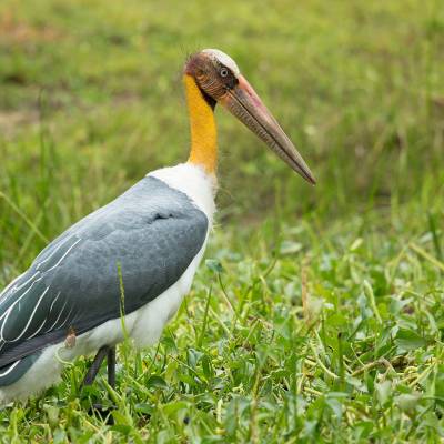 Lesser adjutant