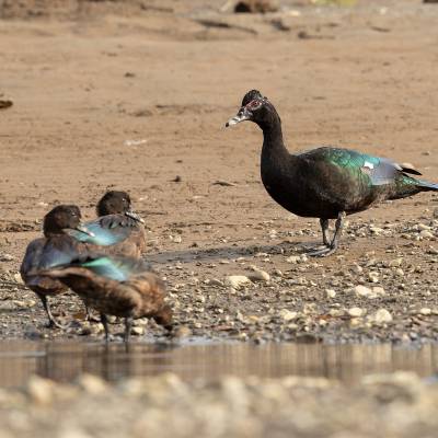 Muscovy duck