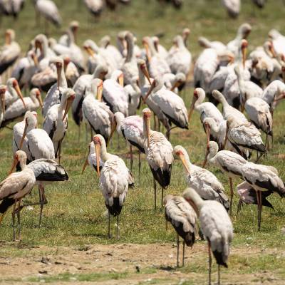 Yellow-billed stork