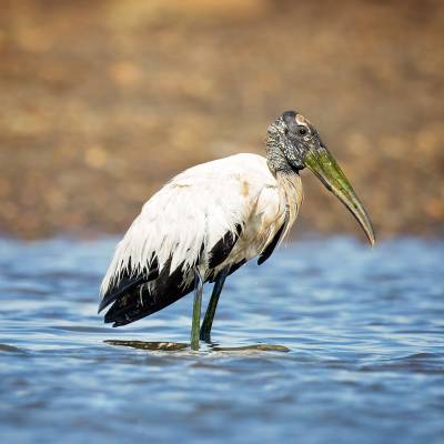 Wood stork