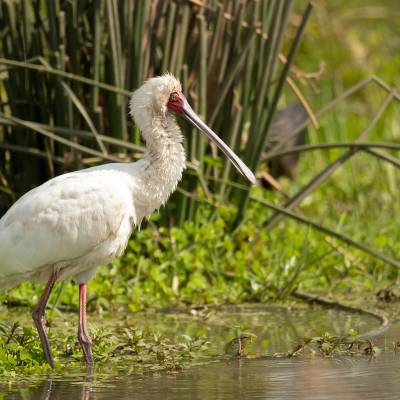 African spoonbill