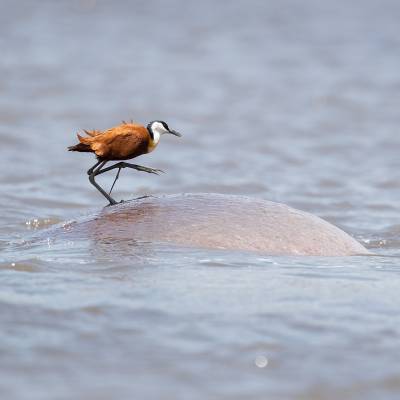 African jacana