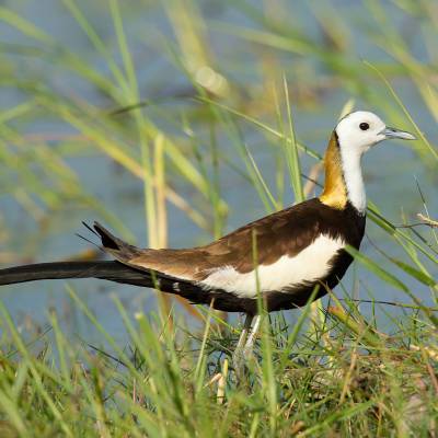 Pheasant-tailed jacana