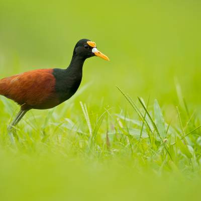 Northern jacana