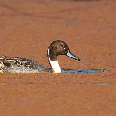 Northern pintail