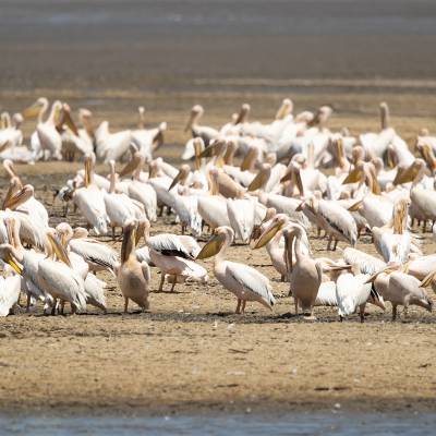 Great white pelican