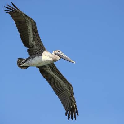 Brown pelican