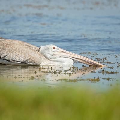 Spot-billed pelican