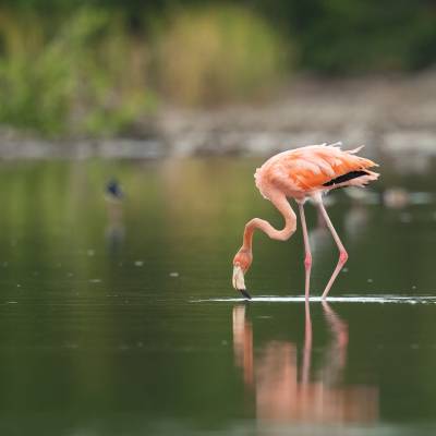 American flamingo