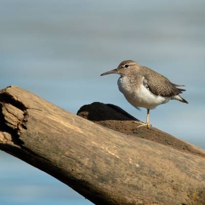 Spotted sandpiper