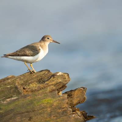 Common sandpiper