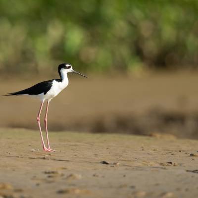 Black-necked stilt