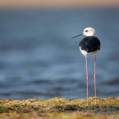 Black-winged stilt