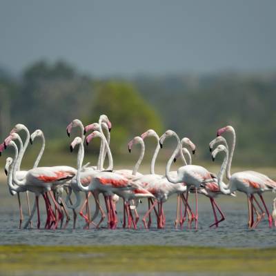 Greater flamingo