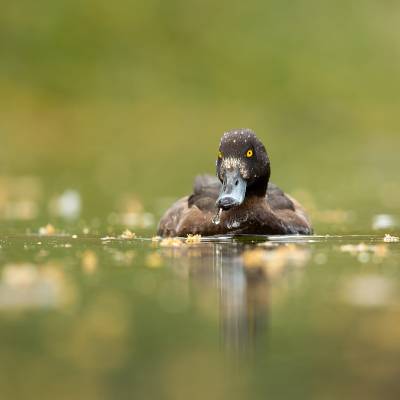 Tufted duck