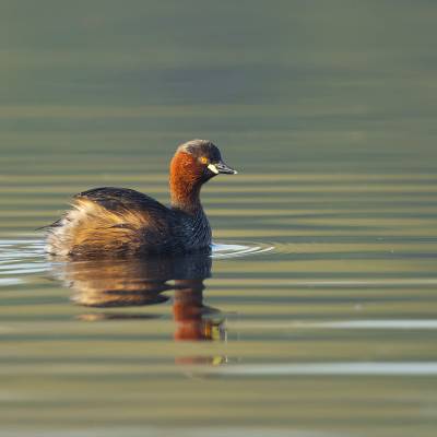 Little grebe