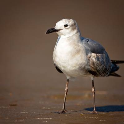 Laughing gull