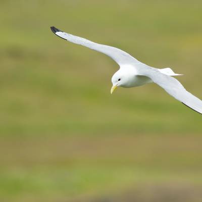 Common gull