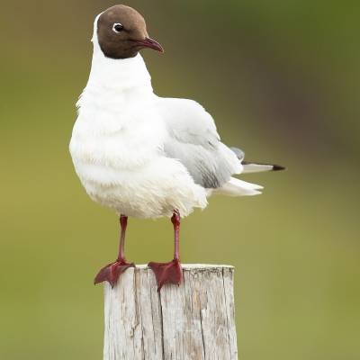 Black-headed gull