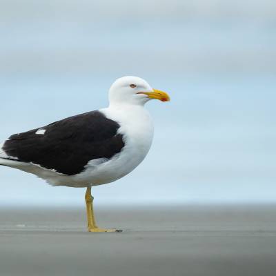 Kelp gull