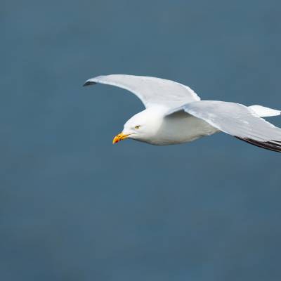 European herring gull