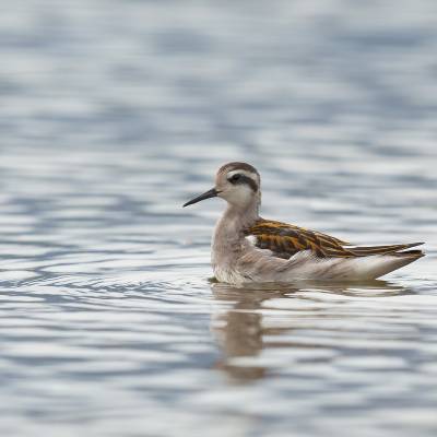 Red-necked Phalarope