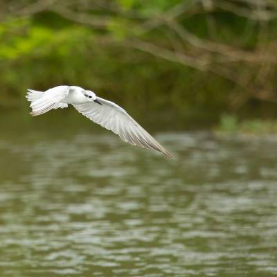 Whiskered tern