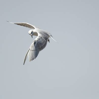 Gull-billed tern