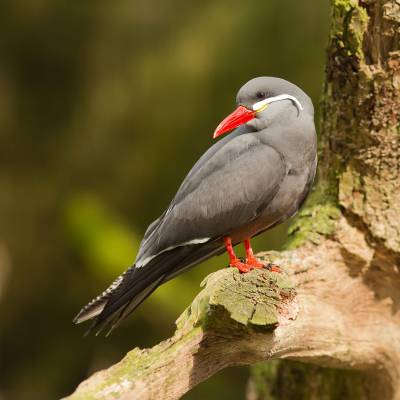 Inca tern