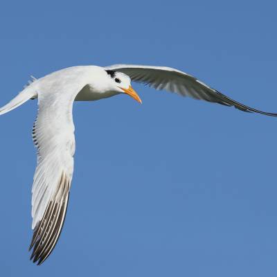 Royal tern