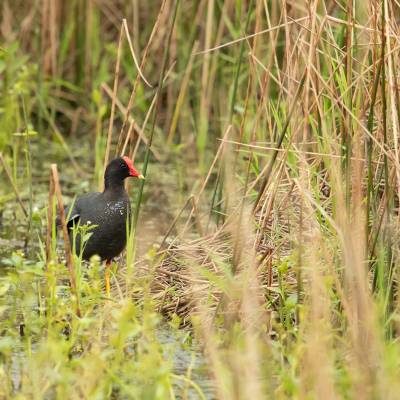 Common gallinule