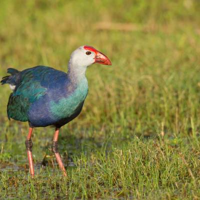 Western swamphen