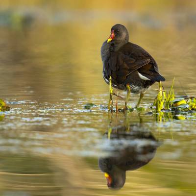 Common moorhen