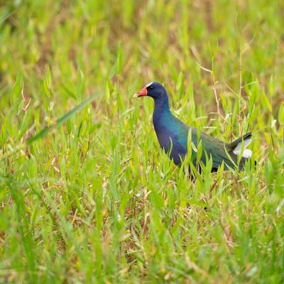 American purple gallinule