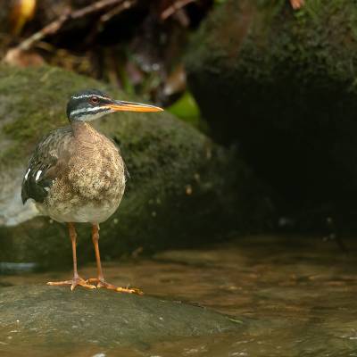 Sunbittern