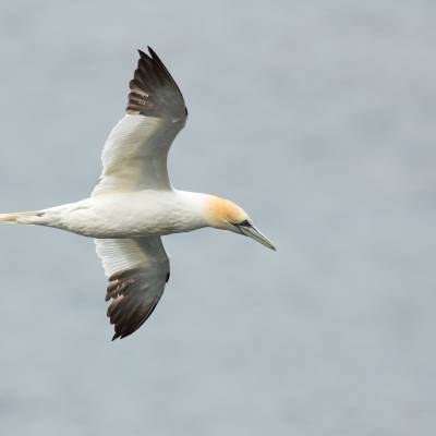 Northern gannet