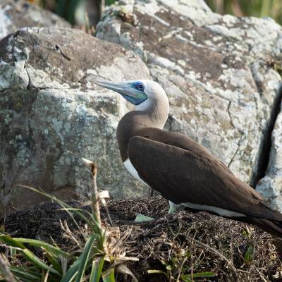 Brown booby